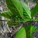 Ficus fraseri Frutto