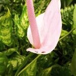 Anthurium nymphaeifolium Vrucht