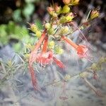 Penstemon rostriflorus Flower