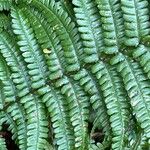 Dryopteris affinis (Lowe) Fraser-Jenk.Blad