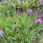 Dimorphotheca jucunda Yaprak