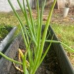 Allium fistulosum Плод