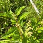 Penthorum sedoides Flower