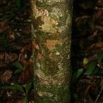 Pradosia ptychandra Bark