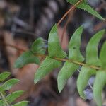 Blechnum hastatum Leaf