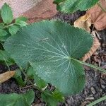 Eryngium giganteum Blatt
