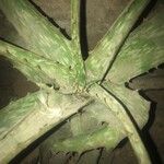 Aloe greatheadii पत्ता