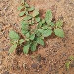 Boerhavia repens Облик