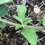 Stachys recta Feuille