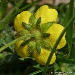Potentilla puberula Fula