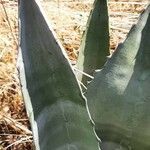 Agave asperrima Leaf