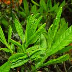 Rhododendron japonicum Feuille