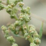 Chenopodium opulifolium फूल