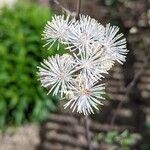 Thalictrum aquilegiifoliumКвітка