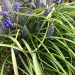 Muscari armeniacumBloem