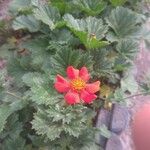 Geum coccineum Flower