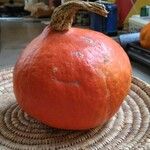 Cucurbita maxima Плод