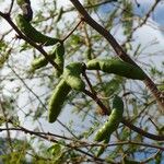 Acacia farnesiana फल
