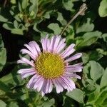 Erigeron glaucus Virág