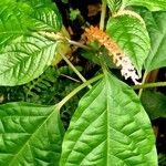 Plumbago zeylanica Ліст