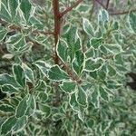 Pittosporum tenuifolium Folha