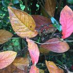 Cotoneaster bullatus ᱥᱟᱠᱟᱢ