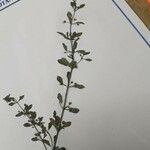 Scoparia dulcis 葉