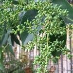 Ligustrum lucidum Плід