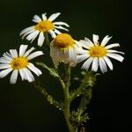 Anthemis cotula Цвят