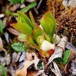 Arctous alpina Leaf