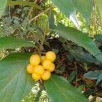 Ehretia dicksonii Fruit