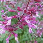 Syncolostemon latidens Flower