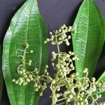 Miconia gracilis Otro