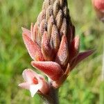 Sacoila lanceolata Flower