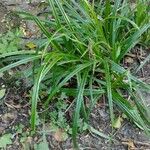 Carex sylvatica 花