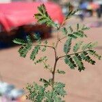 Acacia senegal Leaf