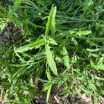 Erysimum repandum Blad