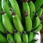 Musa acuminata Fruit