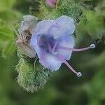 Echium strictum Fleur