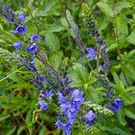 Veronica teucrium Flower