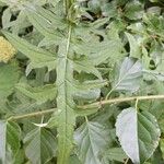 Cirsium muticum Feuille