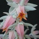 Echeveria laui പുഷ്പം