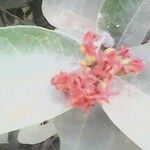 Landolphia heudelotii Floare