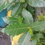Ficus septica Листок