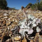 Eriogonum robustum ᱛᱟᱦᱮᱸ