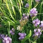 Astragalus alpinus Habitus