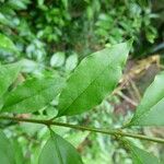 Ligustrum robustum Leaf