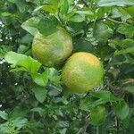 Citrus × aurantiifolia 果実