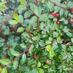 Cotoneaster horizontalisLeaf