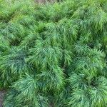 Acacia cognata Fuelha